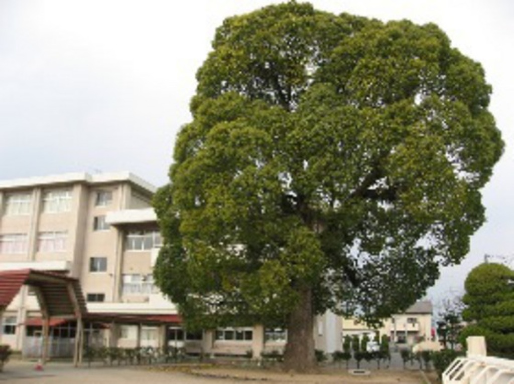 (11/12) 小学校